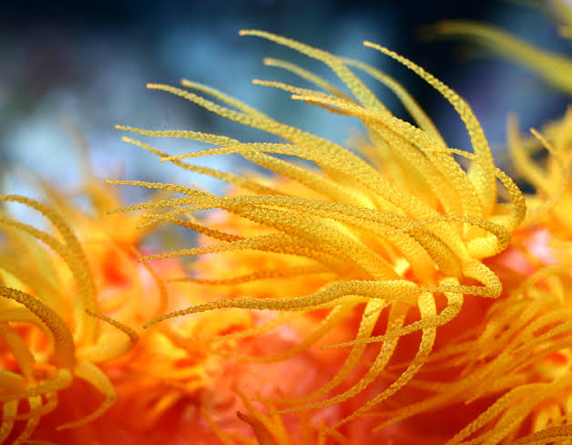 Corals