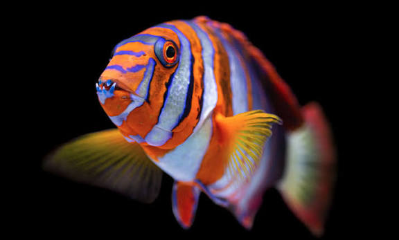 Fish