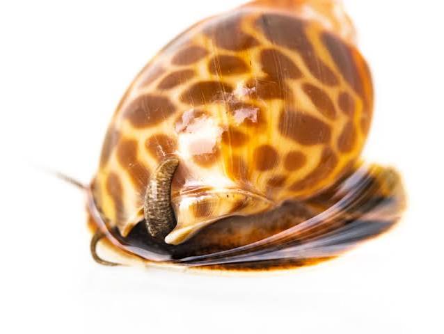 Inverts