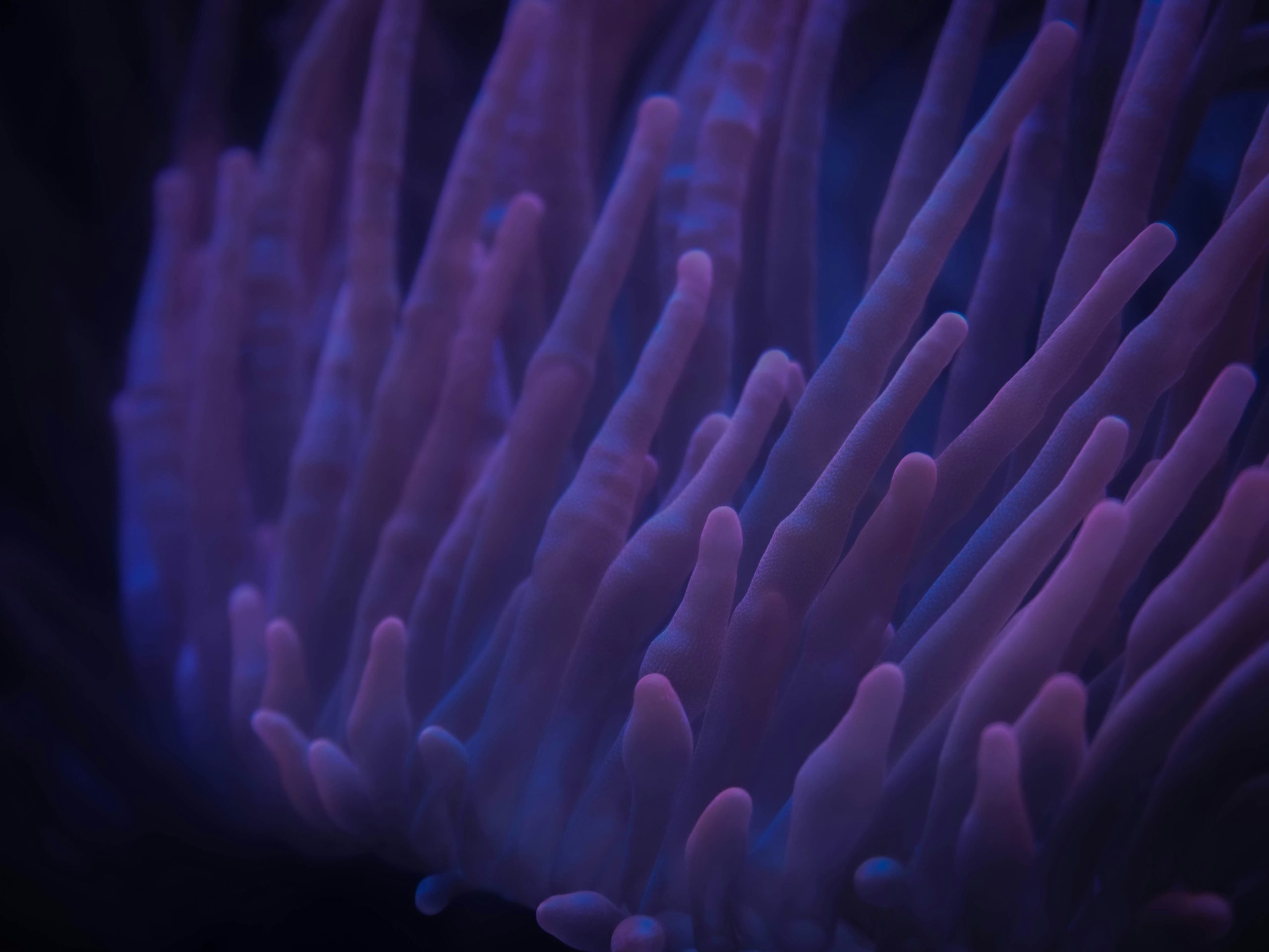 Blue purple reef anemone