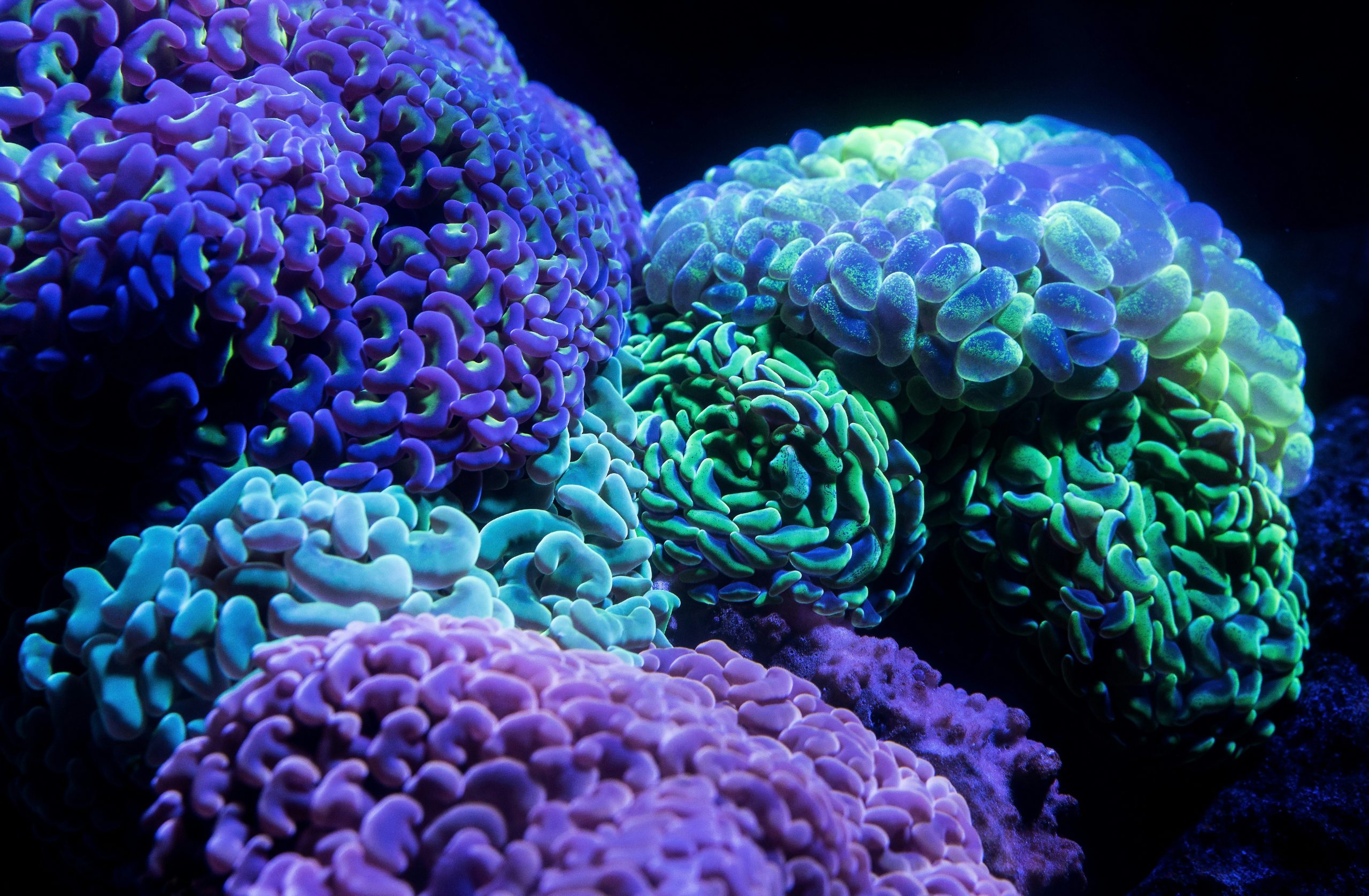 Coral frag