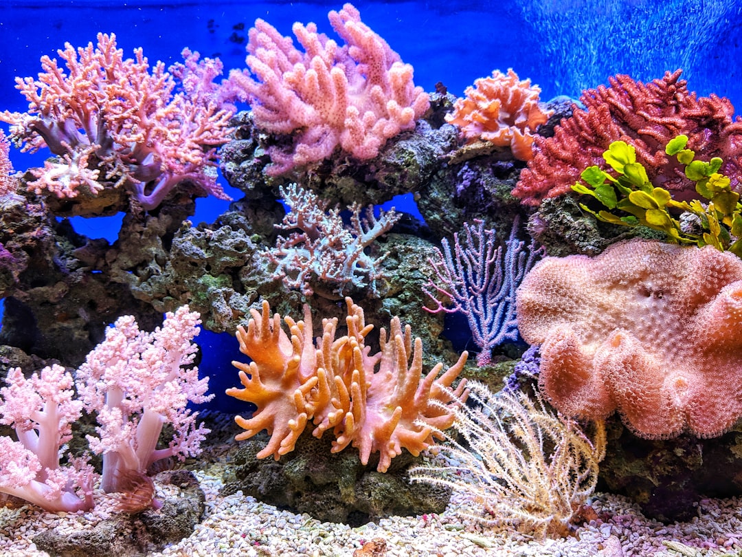 Live reef rock category