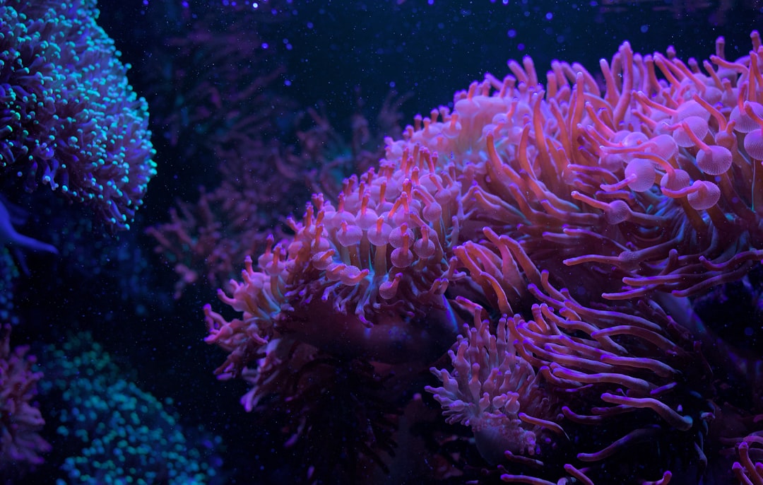 Fluorescent reef coral