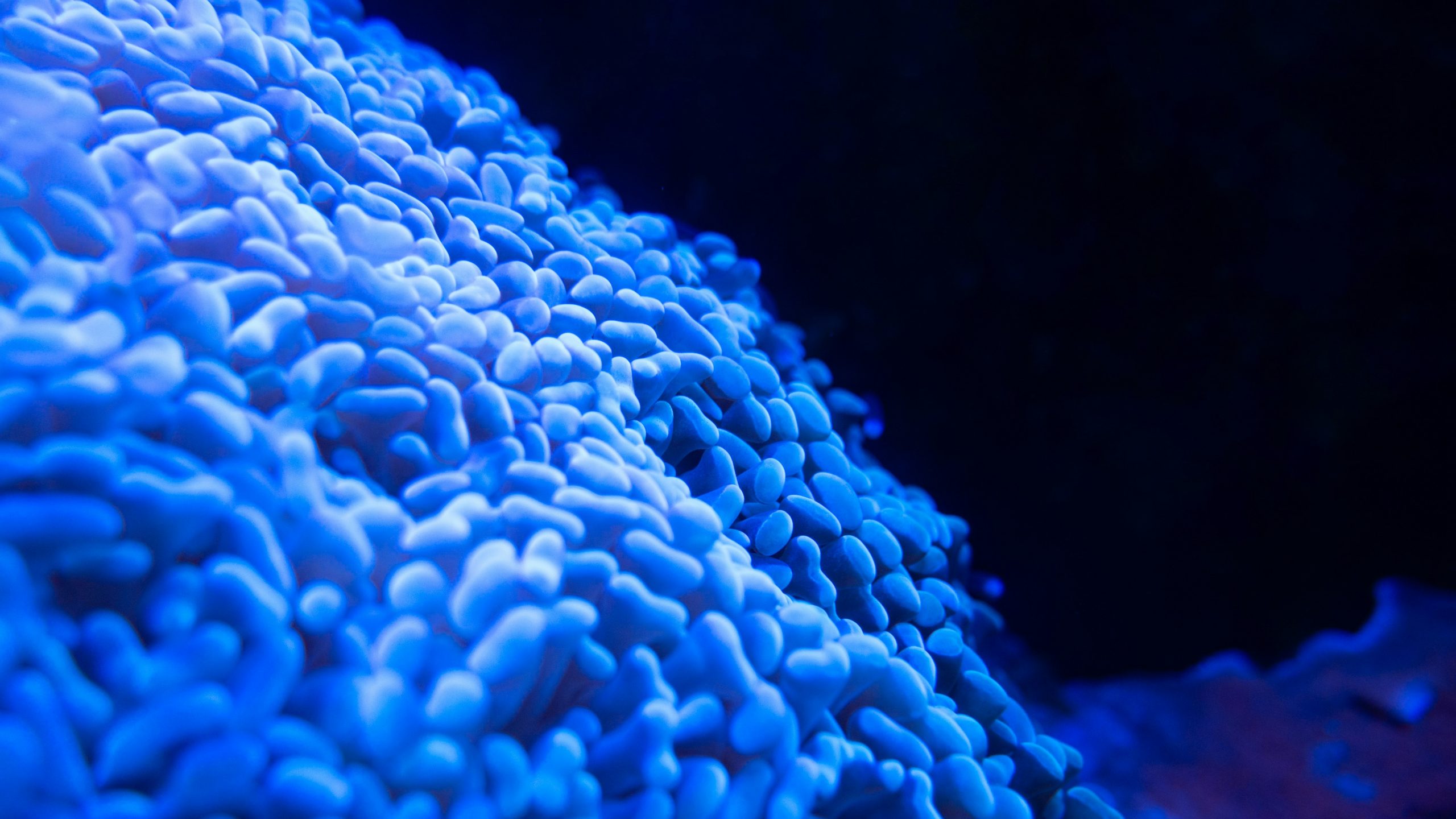 Green blue coral