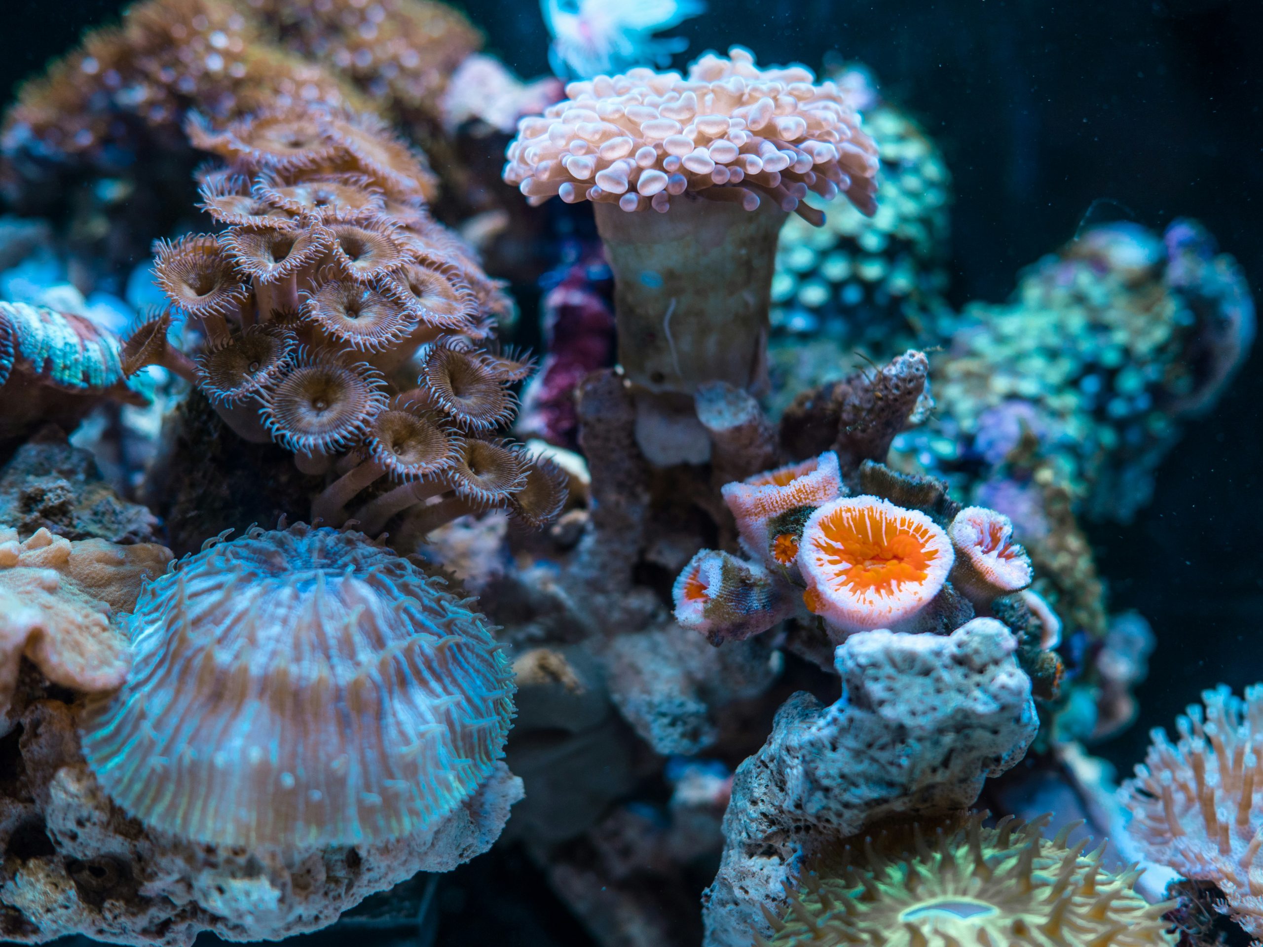 Orange purple coral