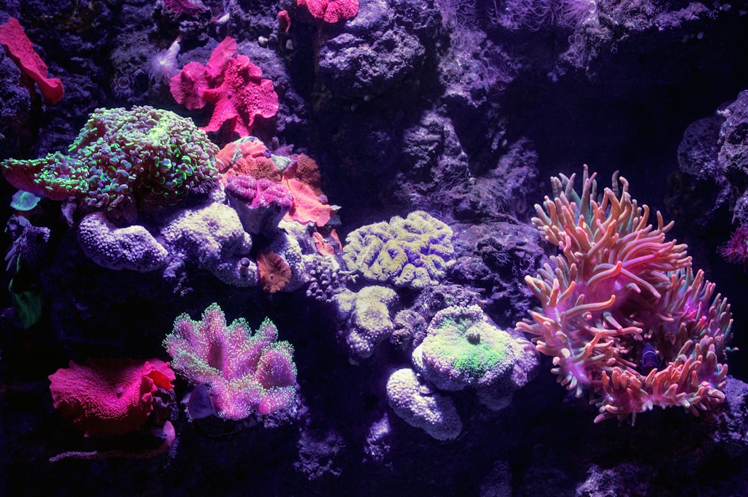 Reef aquarium supplies category