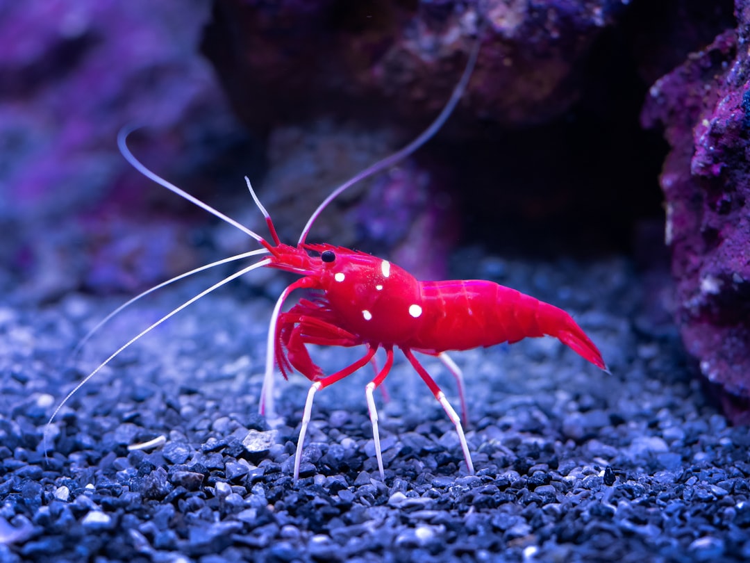 Reef shrimp invertebrate category