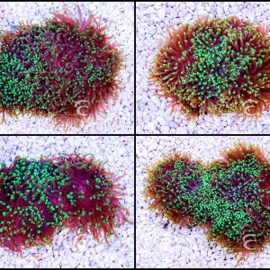 Western Australia Multicolor Torch Coral