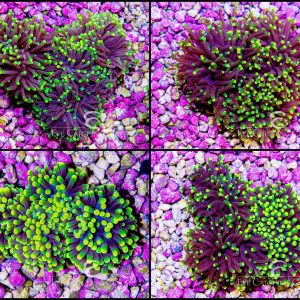 Western Australia Rasta Torch Coral