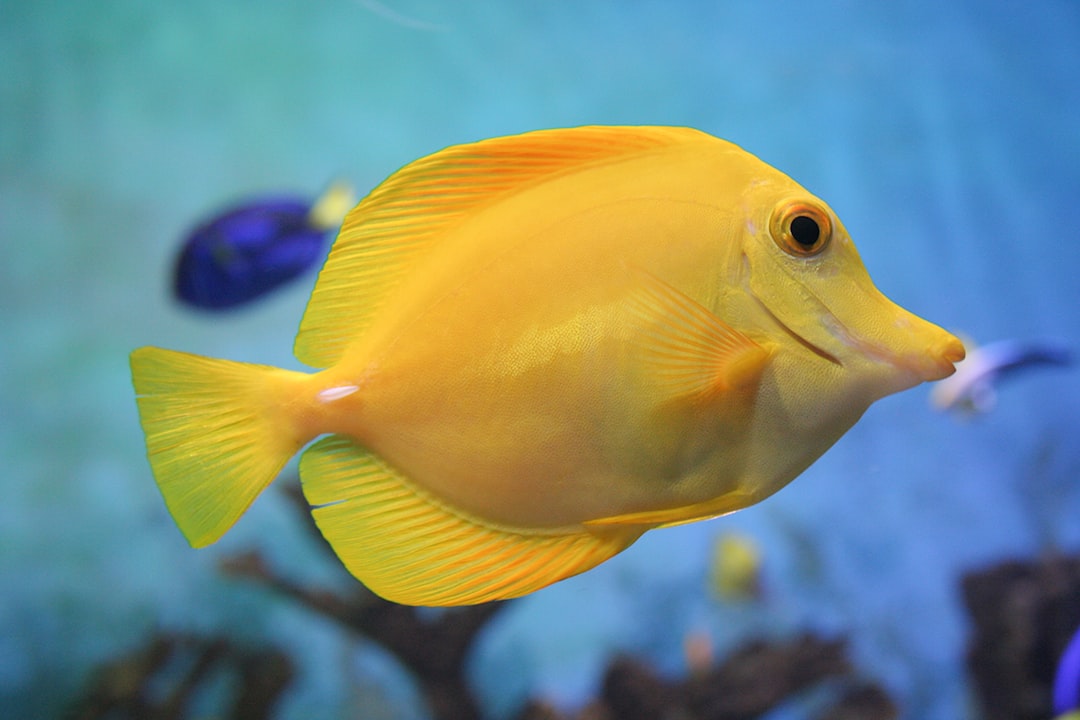 Yellow tang fish category