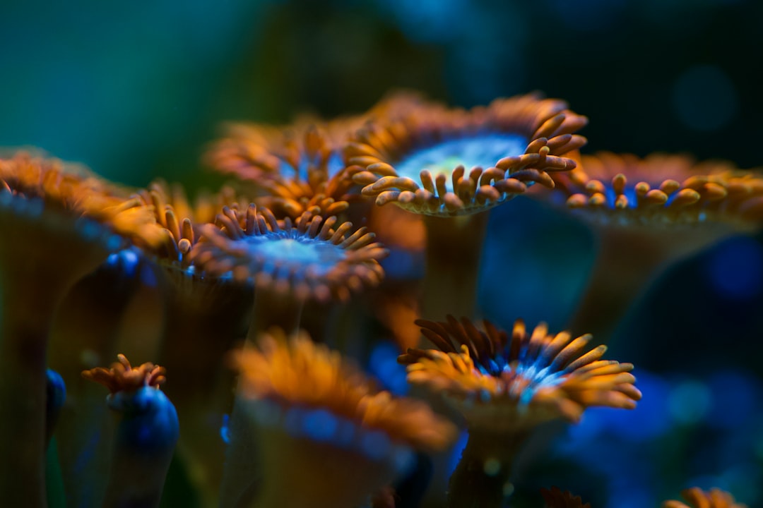 Zoanthid coral category